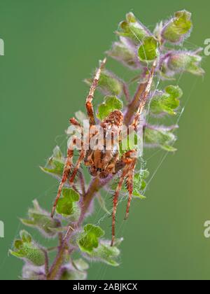 Vista dorsale di un maschio maturo cross orbweaver spider, Araneus diadematus, appoggiata su un fiore. Questa specie europee è stato introdotto in tutta né Foto Stock