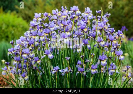 Blu Iris sibirica ammassarsi Foto Stock