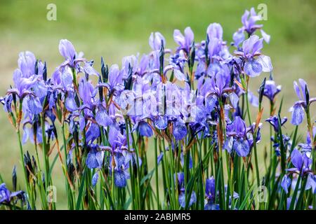 Blu Iris sibirica fiori blu in giardino Foto Stock