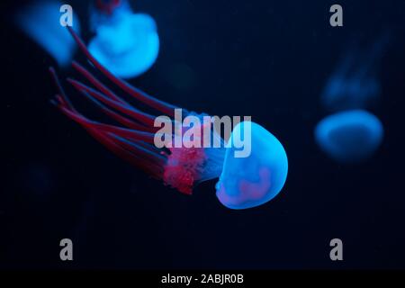 Meduse in blu e rosa luci al neon su sfondo nero Foto Stock