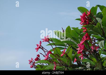 Rosa Frangipani close-up, fiori di Plumeria rubra, ramo con fiori di colore rosa con la luce del sole e cielo blu, westindian Jasmin, spa consept Foto Stock
