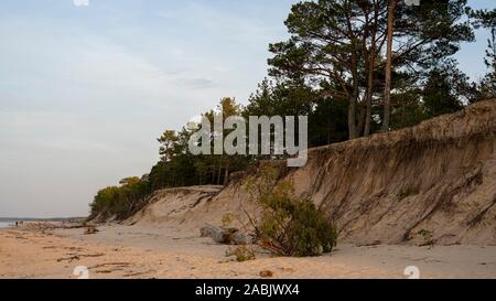 Il fiume Gauja fluisce nel Mar Baltico Mare golfo di Riga. Rotture di pini dopo la tempesta e lavato fino a riva. Tronchi d albero lavato una riva nella spiaggia di COA Foto Stock