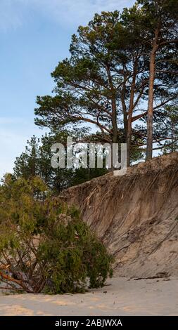 Il fiume Gauja fluisce nel Mar Baltico Mare golfo di Riga. Rotture di pini dopo la tempesta e lavato fino a riva. Tronchi d albero lavato una riva nella spiaggia di COA Foto Stock