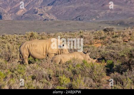 Rhino e giovani in Game Reserve in Karoo, Sud Africa Foto Stock