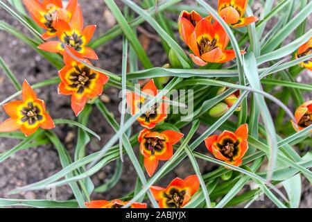 Tulipani arancioni Tulipa "piccola principessa" Foto Stock