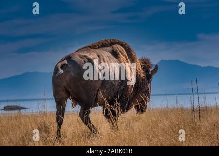 Wild Buffalo americana (Bison) sulle praterie di Antelope Island, fantastica Salt Lake, Utah, Stati Uniti d'America Foto Stock