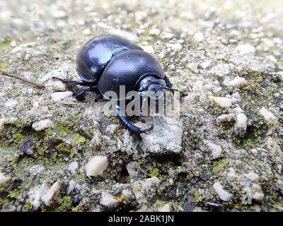 Chiudere l immagine della della foresta dung beetle (Anoplotrupes stercorosus) con il suo blu colore metallico girovagando su una roccia in Croazia Foto Stock