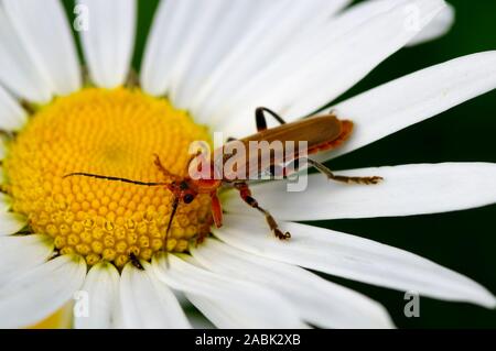Red Longhorn Beetle (Stictoleptura rubra, Leptura rubra). Adulto su Margherita occhio di bue fiore. Germania Foto Stock
