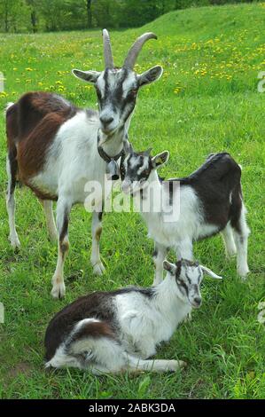 Capra domestica, Peacock Capra. Nanny con due bambini su un prato in primavera. Grigioni, Svizzera Foto Stock