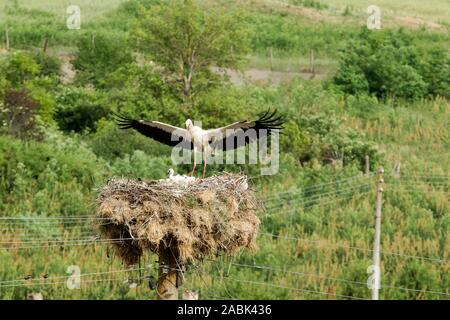 Cicogna bianca (Ciconia ciconia) in atterraggio sul suo nido che è costruito su un palo metallico sulla periferia di un piccolo villaggio in Bulgaria Foto Stock