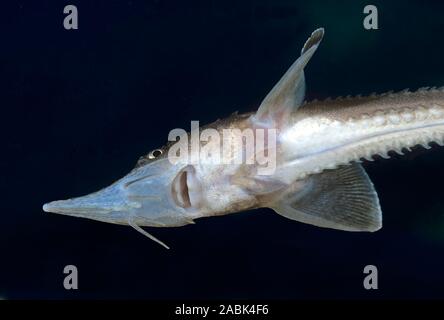 Sterlet (Acipenser ruthenus). Il novellame nuotare sotto l'acqua. Germania Foto Stock