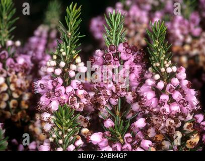 Cornish Heath, vagare Heath (Erica vagans), endemica in Cornovaglia, Gran Bretagna. Foto Stock