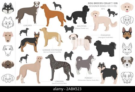 Designer cani, incroci, hybrid mix collezione pooches isolato su bianco. In stile appartamento cane clipart set. Illustrazione Vettoriale Illustrazione Vettoriale