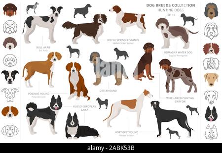 Cani da Caccia isolato di raccolta su bianco clipart. In stile appartamento. Colore diverso, ritratti e sagome. Illustrazione Vettoriale Illustrazione Vettoriale