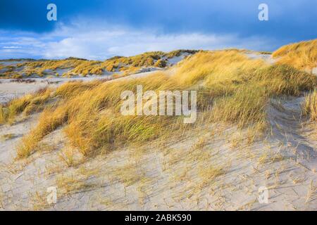 Dune sull'isola Duene. Isola di Helgoland, Schleswig-Holstein, Germania Foto Stock