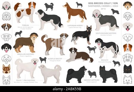 Pastore e pastorizia cani raccolta isolati su bianco. In stile appartamento. Colore diverso e il paese di origine. Illustrazione Vettoriale Illustrazione Vettoriale
