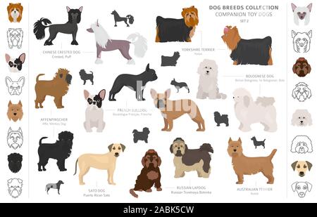 Compagno e miniatura toy cani raccolta isolati su bianco. In stile appartamento. Colore diverso e il paese di origine. Illustrazione Vettoriale Illustrazione Vettoriale