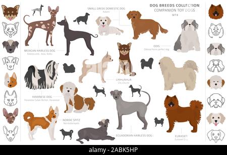 Compagno e miniatura toy cani raccolta isolati su bianco. In stile appartamento. Colore diverso e il paese di origine. Illustrazione Vettoriale Illustrazione Vettoriale