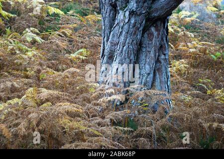 Pino silvestre tronco di albero in Bracken. In autunno il Beinn Eighe Riserva Naturale Nazionale, vicino a Kinlochewe, Wester Ross, Highland, Scozia Foto Stock