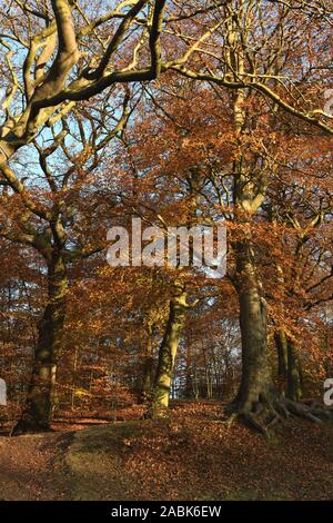 Russet Autumn Tree colore in Queen's Park, Glasgow, Scotland, Regno Unito Foto Stock