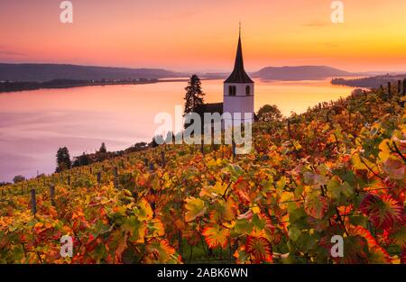 Chiesa e vigneti presso il villaggio Ligerz sul Lago di Bienne in autunno, luce della sera. Bern, Svizzera Foto Stock