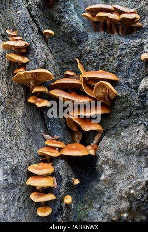 Funghi, possibile gambo di velluto, Flammulina velutipes, morto sul tronco di albero, Glen Affric, Inverness, Highland, Scozia Foto Stock