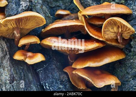 Funghi, possibile gambo di velluto, Flammulina velutipes, morto sul tronco di albero, Glen Affric, Inverness, Highland, Scozia Foto Stock