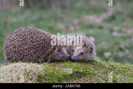 Comune di riccio (Erinaceus europaeus). Madre e hoglet su MOSS. Germania Foto Stock