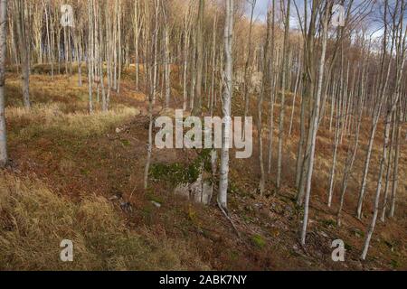 Foresta di faggio con enormi rocce in esso, Slovacchia Foto Stock