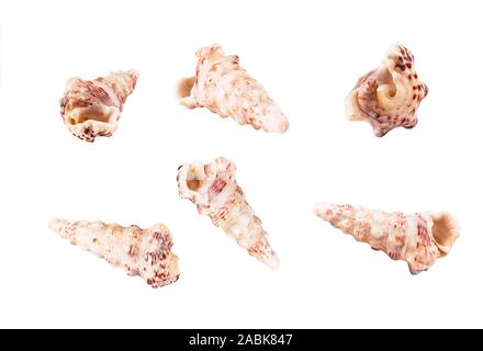 Collezione di conchiglie di mare Cerithiidae da diverse angolazioni. Set di svuotare i serbatoi tropicale clam. Isolato su sfondo bianco. Foto Stock