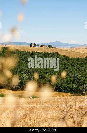 Una vista in lontananza la cappella della Madonna di Vitaleta Capella e l'estate campagna Toscana paesaggio della Val d'Orcia, Pienza, Toscana, Italia Foto Stock