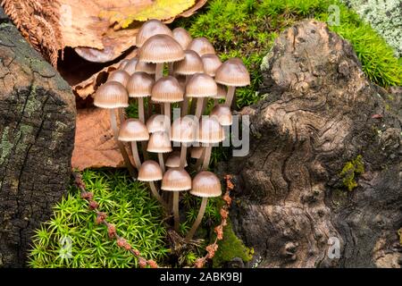 Un gruppo di piccoli funghi marrone; Mycena haematopus, comunemente noto come il sanguinamento fata casco il cofano burgundydrop, o lo spurgo Mycena. Foto Stock