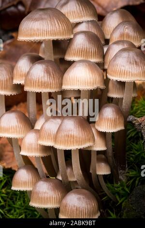 Un gruppo di piccoli funghi marrone; Mycena haematopus, comunemente noto come il sanguinamento fata casco il cofano burgundydrop, o lo spurgo Mycena. Foto Stock