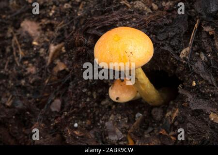 Piccoli funghi giallo su sfondo marrone Foto Stock