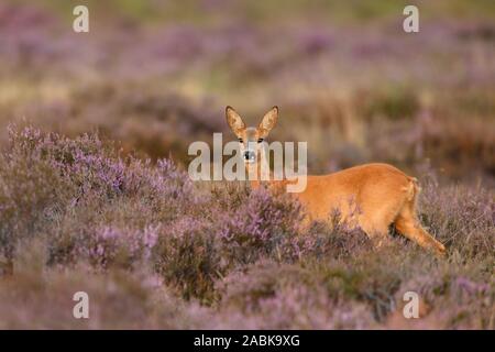 Il capriolo (Capreolus capreolus ), femmina, doe, stando in piedi in violett blooming / fioritura heather, guardando attentamente, fauna selvatica, l'Europa. Foto Stock