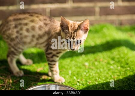 Una bella Savannah Serval kittin ibrida con molto Blu occhi guardando nella telecamera circondato da erba verde e una parete Foto Stock