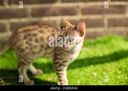 Una bella Savannah Serval kittin ibrida con molto Blu occhi guardando a sinistra circondato da erba verde e una parete Foto Stock