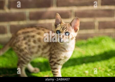 Una bella Savannah Serval kittin ibrida con molto Blu lo sguardo in alto circondato da erba verde e una parete Foto Stock