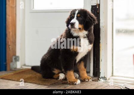 Una bella carino piccolo cucciolo Bovaro del Bernese guardando a sinistra e seduta su un zerbino davanti a una porta bianca. Sfondo sfocato Foto Stock
