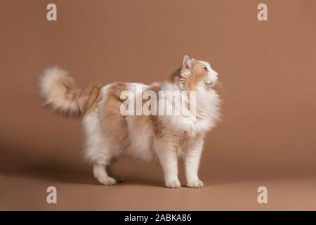 Lightbrown bagno turco van gatto con gli occhi verdi isolati e in piedi di fronte a uno sfondo marrone e guardando a destra Foto Stock