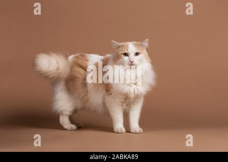 Un bagno turco van cat isolati e in piedi di fronte a un marrone sfondo beige guardando nella telecamera. Peloso pelliccia bianca, capelli lunghi marrone con dettagli. b Foto Stock