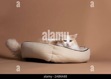 Un bagno turco van cat isolato e seduto nel suo cesto beige nella parte anteriore di un marrone sfondo beige guardando nella telecamera. Peloso pelliccia bianca, capelli lunghi wi Foto Stock