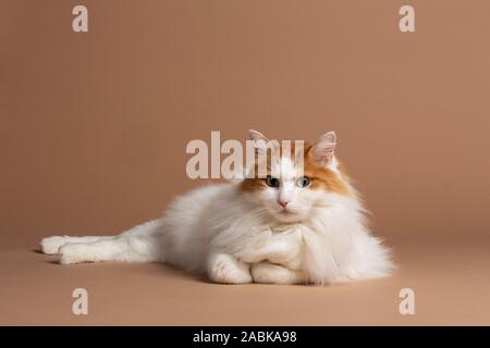 Un simpatico bella bianca e di colore marrone van turco cat recante nella parte anteriore di un marrone sfondo beige, guardando nella telecamera orizzontale di studio. Bianco Foto Stock