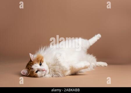 Un simpatico bella bianca e di colore marrone van turco cat recante nella parte anteriore di un marrone sfondo beige, inclinando la sua gamba orizzontale di studio. Soffice bianco Foto Stock