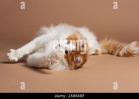 Un simpatico bella bianca e di colore marrone van turco gatto con gli occhi verdi recante nella parte anteriore di un marrone sfondo beige, strechtching verso la telecamera Foto Stock