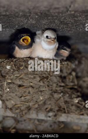 Barn Swallow / Rauchschwalbe ( Hirundo rustica ), elemosinare pulcini nel nido, quasi maturi, uno con piumaggio bianco (gen difetto), leucistic, leucism, Eur Foto Stock