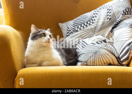 Un simpatico bella bianca e colorate in grigio il gatto domestico con verde giallastro lo sguardo in alto e posa e relax su una profonda divano giallo e accanto a una Foto Stock