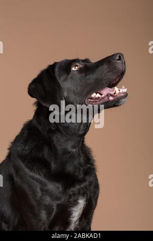 Un simpatico nero cane domestico guardando in alto e a destra con la bocca aperta su una luce sfondo marrone studio shot Foto Stock