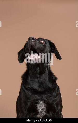 Un simpatico entusiasta nero cane domestico guardando verso l'alto e leggermente a sinistra con la bocca aperta che mostra i suoi denti e la lingua su un marrone chiaro backgroun Foto Stock
