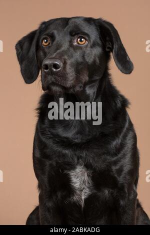 Simpatico cane nero seduto animale domestico in studio con uno sfondo marrone guardando un po' triste. Dettagli bianchi sul manto. In prossimità della faccia. Ritratto di un beautif Foto Stock